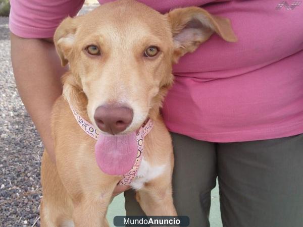 MNI cachorrita de podenco su  familia se va de vacaciones y ya no la quieren