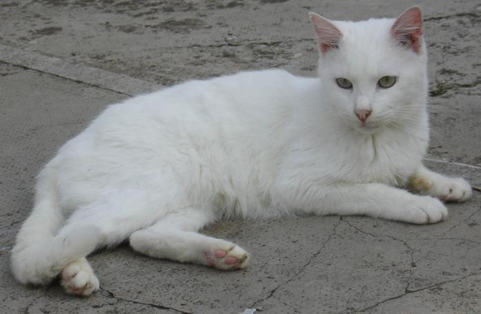 Nina, una gata preciosa blanca en adopción