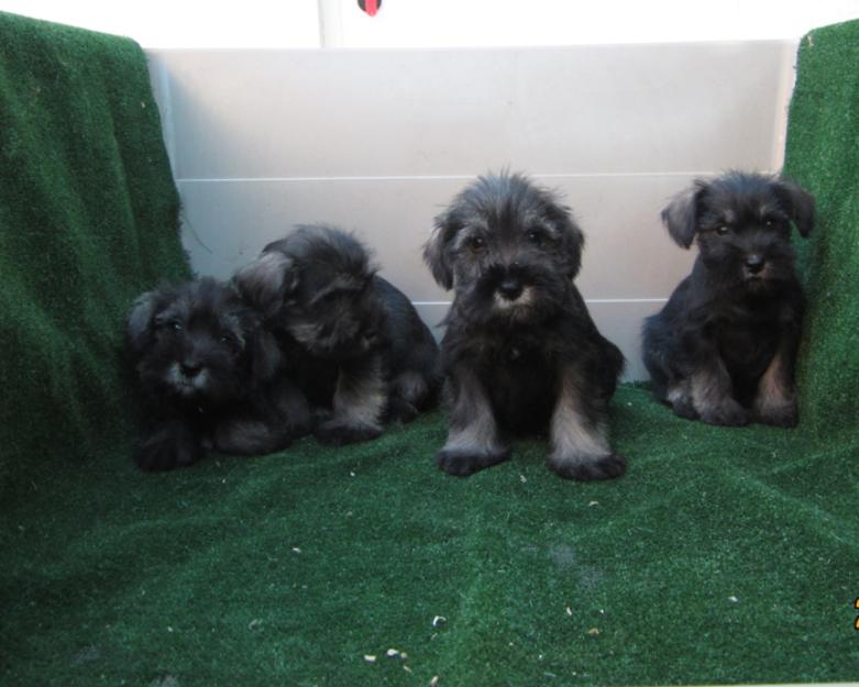 Schnauzers miniatura de color sal y pimienta preciosos cachorros