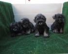 Schnauzers miniatura de color sal y pimienta preciosos cachorros - mejor precio | unprecio.es