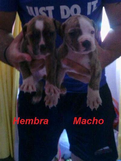 Vendo cachorros de american stanford