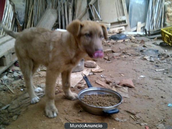 Cachorrita tamaño medio-grande en adopción