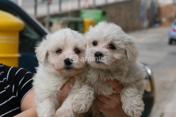 bichon maltes con pedigree