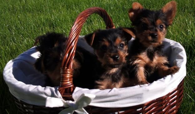 Cachorritos de Yorkshire