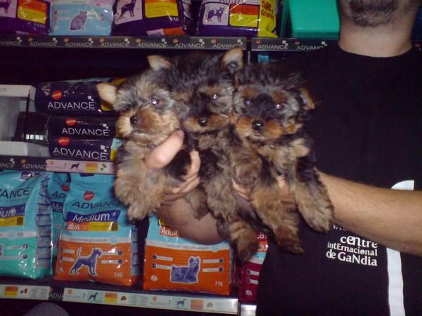 CACHORRITOS DE YORKSHIRE, TAMAÑO PEQUEÑITO 500 EUROS