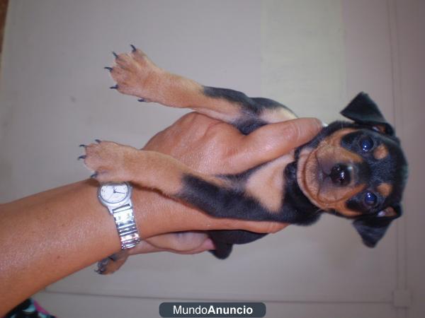 mini pinscher machito