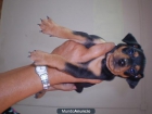 mini pinscher machito - mejor precio | unprecio.es