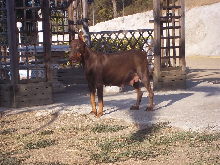 preciosos cachorros dobernman