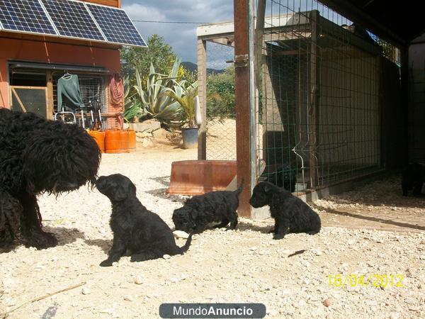 Se vende cachorros de PULI (pastor hungaro)