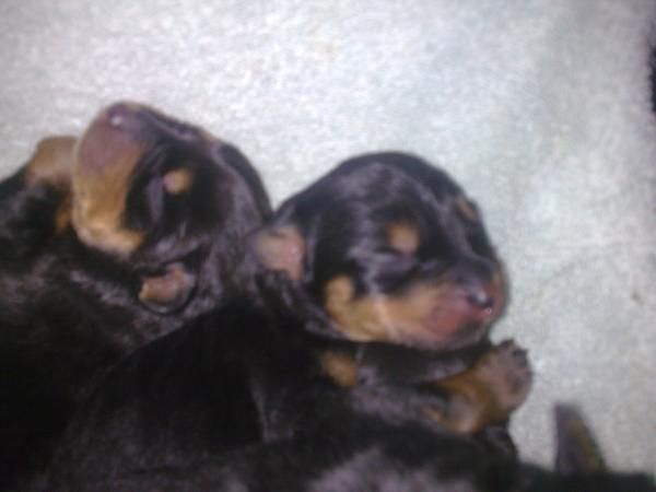 se venden dos preciosas rottweiler