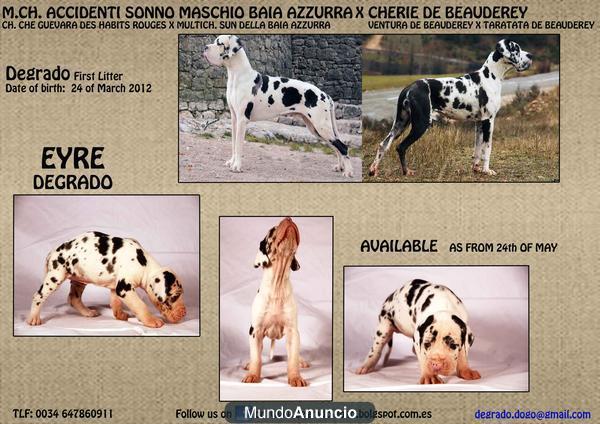 CACHORROS DOGO ALEMÁN ARLEQUÍN