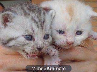 gatitos british shorthair