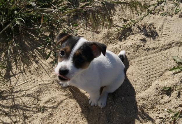 Jack Russell pata corta de calidad con pedigree