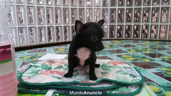 MACHITO MINI CHIHUAHUA