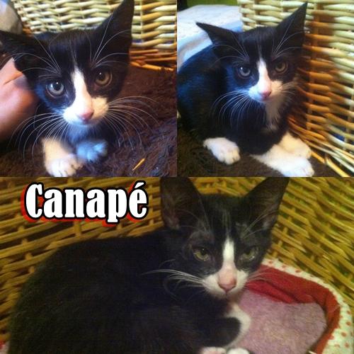 CANAPÉ. Gatito en adopción.