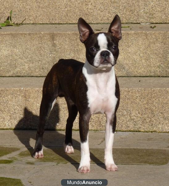 Boston Terrier para montas