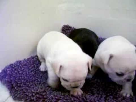 Bulldog frences Cachorritos de 2 meses de Pura Raza 120EUR