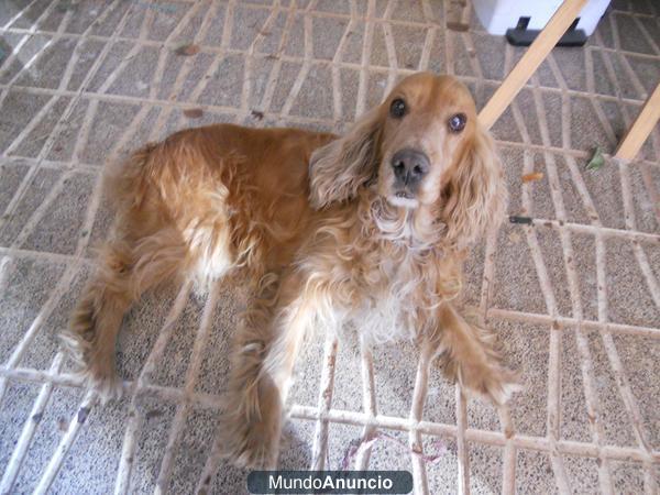 Busco perra de monta por cachorro.