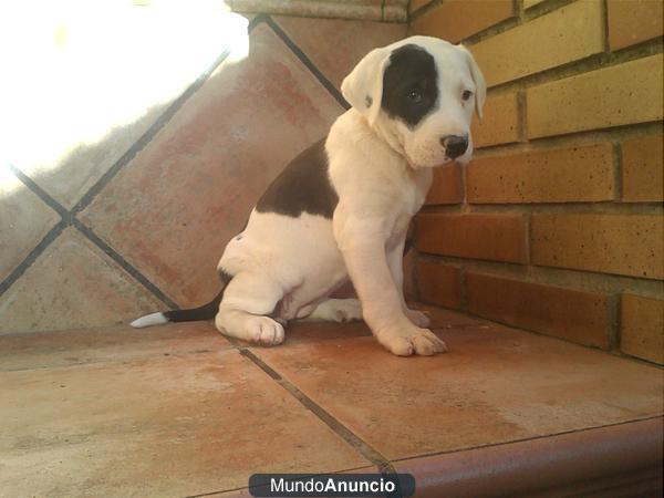 Cachorros de American Stanfor Terrier con Pitbull