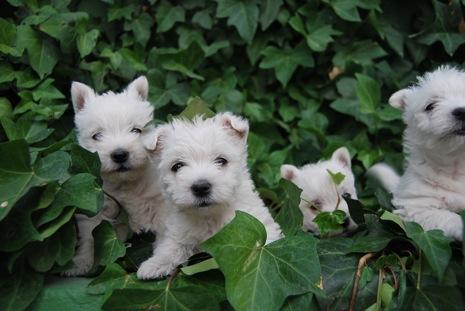 Cachorros de westy preciosos