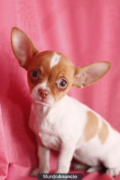 Camada Chihuahua en Barcelona, tienda mascotas