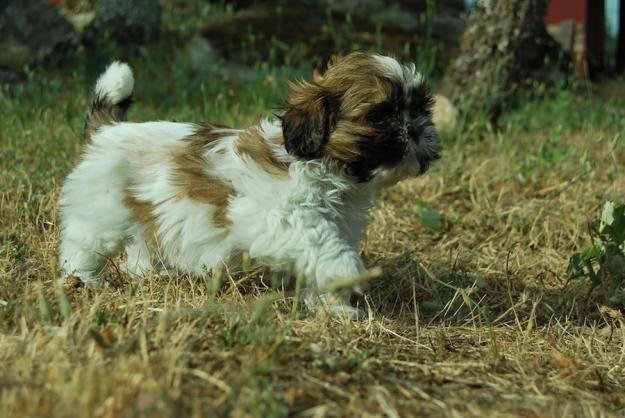 camada de shih tzu con pedigree:alta calidad