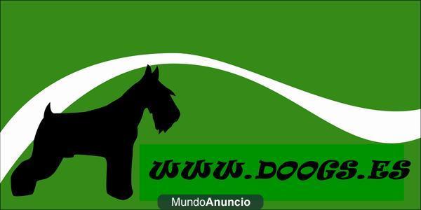 CRIADORES DE PASTOR ALEMAN - LABRADOR - GOLDEN - HUSKY - BULLDOG FRANCES - informate en WWW.DOOGS.ES