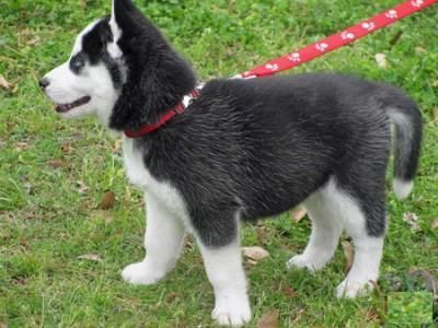 hombres y mujeres adorables cachorros de husky siberiano