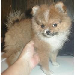 REGALO POMERANIAN  PIRATAS CON PEDIGRI MACHO Y HEMBRA