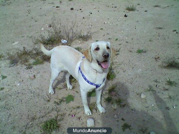 se reservan cachorros de labrador retriever pura raza