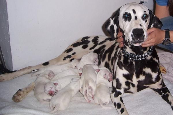 VENDO CACHORROS DE DALMATA LEGITIMOS EN SEVILLA