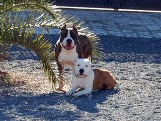 AMERICAN STAFFORDSHIRE TERRIER