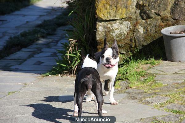 boston terrier para montas