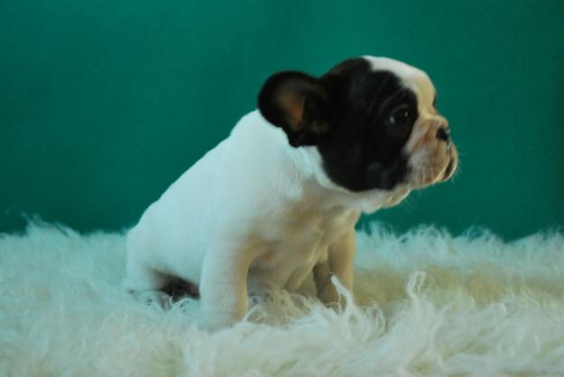 disponibles perritos bulldog frances ,,,, excelentes