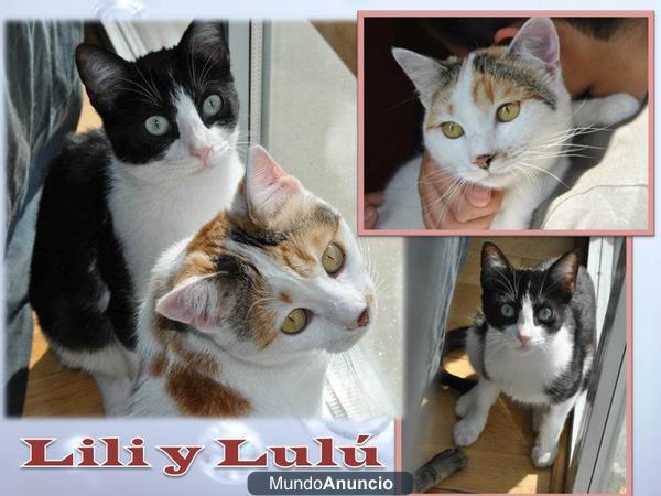 Lili y Lulu, en adopcion solo madrid