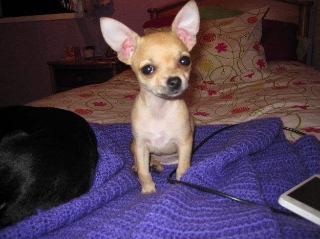 preciosa chihuahua hembra