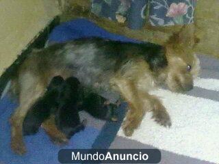 Se venden cachorros yorkshire