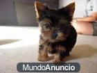 Yorkshire terrier 100   euros.