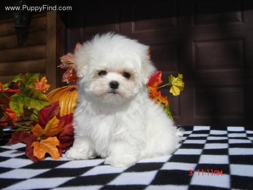 Bichon maltes,Tienen dos meses son cachorros de Pura Raza