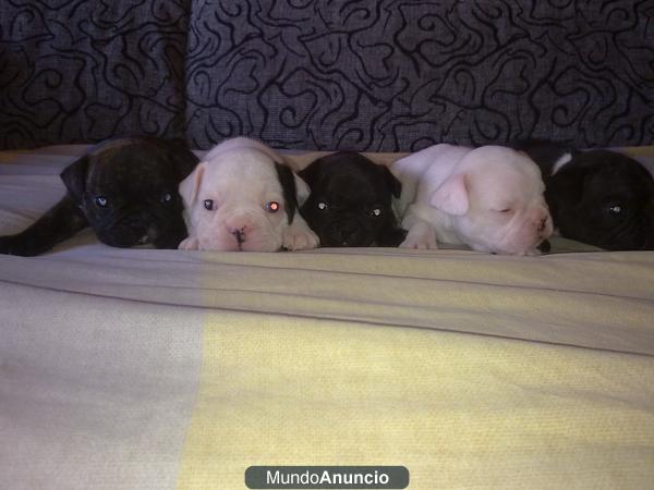 cachorros de bulldog frances