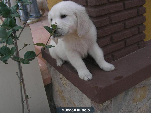 Cachorros de Golden Retriever con Pedigree disponibles.