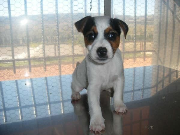 JACK RUSSEL, UNOS CACHORROS MARAVILLOSOS