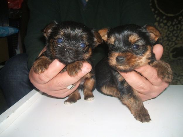 preciosos cachorros de yorkshire toy garantizados