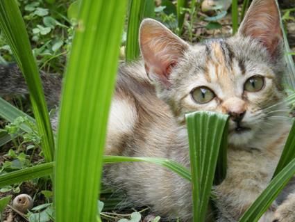 REGALO GATITOS