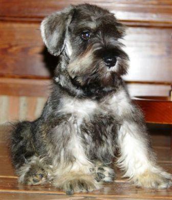 schnauzer miniatura sal y pimienta, 450 euros