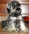 schnauzer miniatura sal y pimienta, 450 euros - mejor precio | unprecio.es