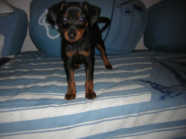 VENDO CACHORRO DE MINI PINCHER