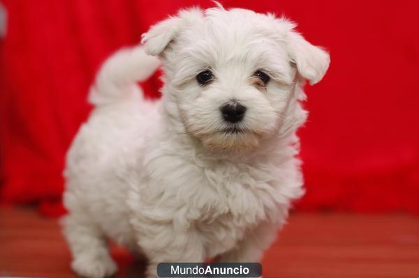 Bichón Maltés, camada en Cadells (Barcelona)