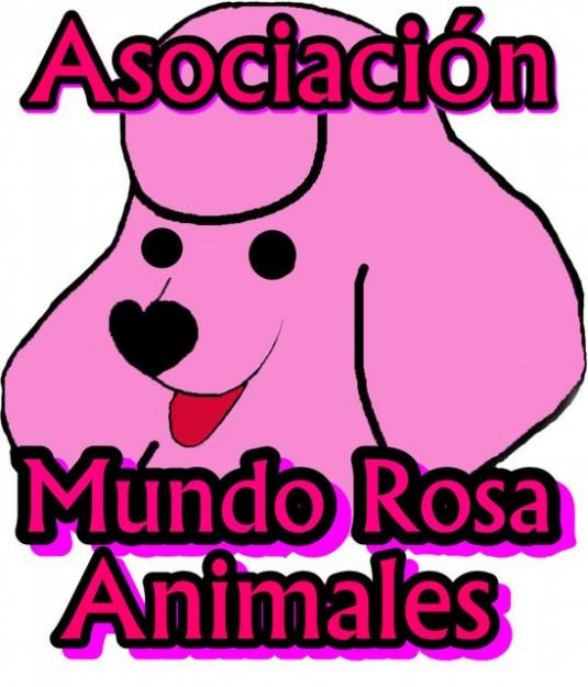 Adopciones, asociacion mundo rosa animales