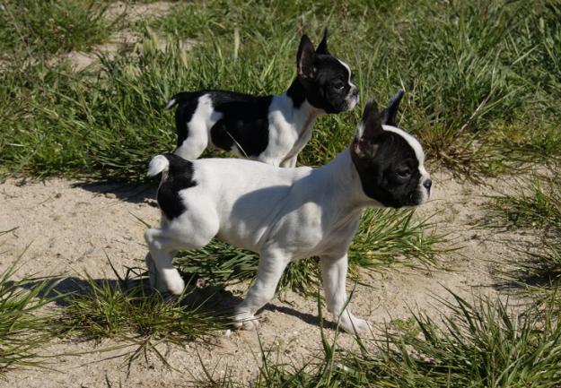 Bulldog Frances machos y hembras diferentes colores